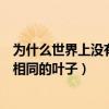为什么世界上没有两片相同的叶子（谁说的世界上没有两片相同的叶子）