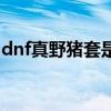 dnf真野猪套是多少级版本的（dnf真野猪套）