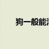 狗一般能活多久?（狗一般能活多久）