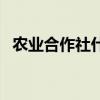 农业合作社什么时候建立的（农业合作社）