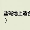 盐碱地上适合种什么树（盐碱地能种植的树木）