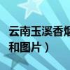 云南玉溪香烟价格表和图片（玉溪香烟价格表和图片）