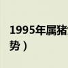 1995年属猪女一生运势（1995年属猪一生运势）