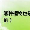 哪种植物也是吃肉的动物（哪种植物也是吃肉的）