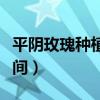 平阴玫瑰种植方法和时间（玫瑰种植方法和时间）