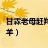 甘霖老母赶羚羊下一句是什么（甘霖老母赶羚羊）