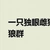 一只独眼雌狼的传奇狼生 11岁高龄还在领导狼群