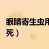 眼睛寄生虫用什么眼药水（眼睛寄生虫怎么杀死）