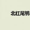 北红尾鸲叫声视频大全（北红尾鸲）