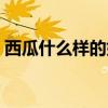 西瓜什么样的好吃又甜（西瓜什么样的好吃）