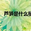 芦笋是什么植物长成的（芦笋是什么植物）
