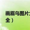 画眉鸟图片大全大图 素描画（画眉鸟图片大全）