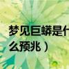 梦见巨蟒是什么预兆男人解梦（梦见巨蟒是什么预兆）