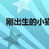刚出生的小猫有狂犬病吗（猫有狂犬病吗）