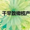 干旱致橄榄产量下降 西班牙橄榄油价格飙升
