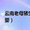 云南老母猪生八个男婴（宜良县母猪生下8男婴）