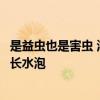 是益虫也是害虫 湖南局部出现大量“鸡公虫”：皮肤接触就长水泡