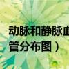 动脉和静脉血管分布图横切面（动脉和静脉血管分布图）