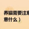 养猫需要注意什么?有什么技巧?（养猫需要注意什么）