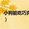 小狗能吃巧克力吗为什么（狗不能吃巧克力吗）