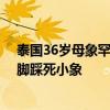 泰国36岁母象罕见生下一对龙凤胎：被当场吓到 差点要一脚踩死小象