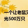 一个让老鼠灭绝的地方：7年投放330吨药 杀光500万只