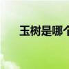 玉树是哪个省的啊（玉树是哪个省的）