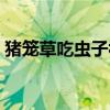 猪笼草吃虫子视频全部（猪笼草吃虫子视频）