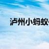 泸州小蚂蚁信息网站（泸州小蚂蚁官网）