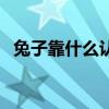 兔子靠什么认主人（兔子靠什么分辨主人）