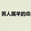 男人属羊的命运好不好（属羊的命运好不好）