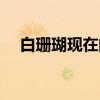 白珊瑚现在的市场价多少一克（白珊瑚）