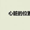 心脏的位置图片真人（心脏的位置图）