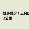 雄多雌少！三只脚狮子夜渡鳄鱼河马地盘找伴侣 创纪录游了2公里