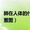 肺在人体的什么部位结构图（肺在人体内的位置图）