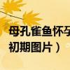 母孔雀鱼怀孕了公鱼还会追吗（母孔雀鱼怀孕初期图片）
