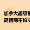 加拿大超级猪入侵美国：体型2倍于美国野猪 高智商不怕冷