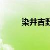 染井吉野樱花树价格（染井吉野）