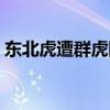 东北虎遭群虎围攻了吗（东北虎遭群虎围攻）