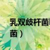 乳双歧杆菌hn019的作用与功效（乳双歧杆菌）