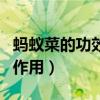 蚂蚁菜的功效与作用及禁忌（蚂蚁菜的功效与作用）