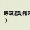 呼吸运动和呼吸作用的区别和联系（呼吸运动）