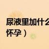 尿液里加什么会显示怀孕（尿里加什么会显示怀孕）