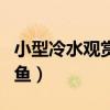小型冷水观赏鱼什么鱼最好养（小型冷水观赏鱼）