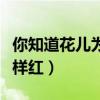 你知道花儿为什么这样红嘛（花儿你为什么这样红）
