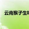 云南猴子生啃见手青 网友：猴子界的贝爷