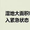 湿地大面积着火 巴西南马托格罗索州宣布进入紧急状态