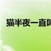 猫半夜一直叫是怎么回事（猫半夜一直叫）