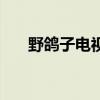 野鸽子电视剧角色介绍（野鸽子结局）