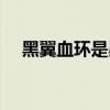 黑翼血环是黑翼之巢吗（黑翼血环入口）
